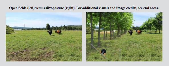 A group of cows in a fieldDescription automatically generated with medium confidence