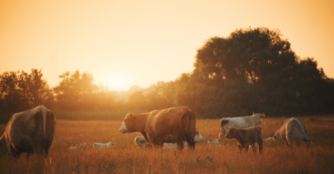 Cows in a field at sunset