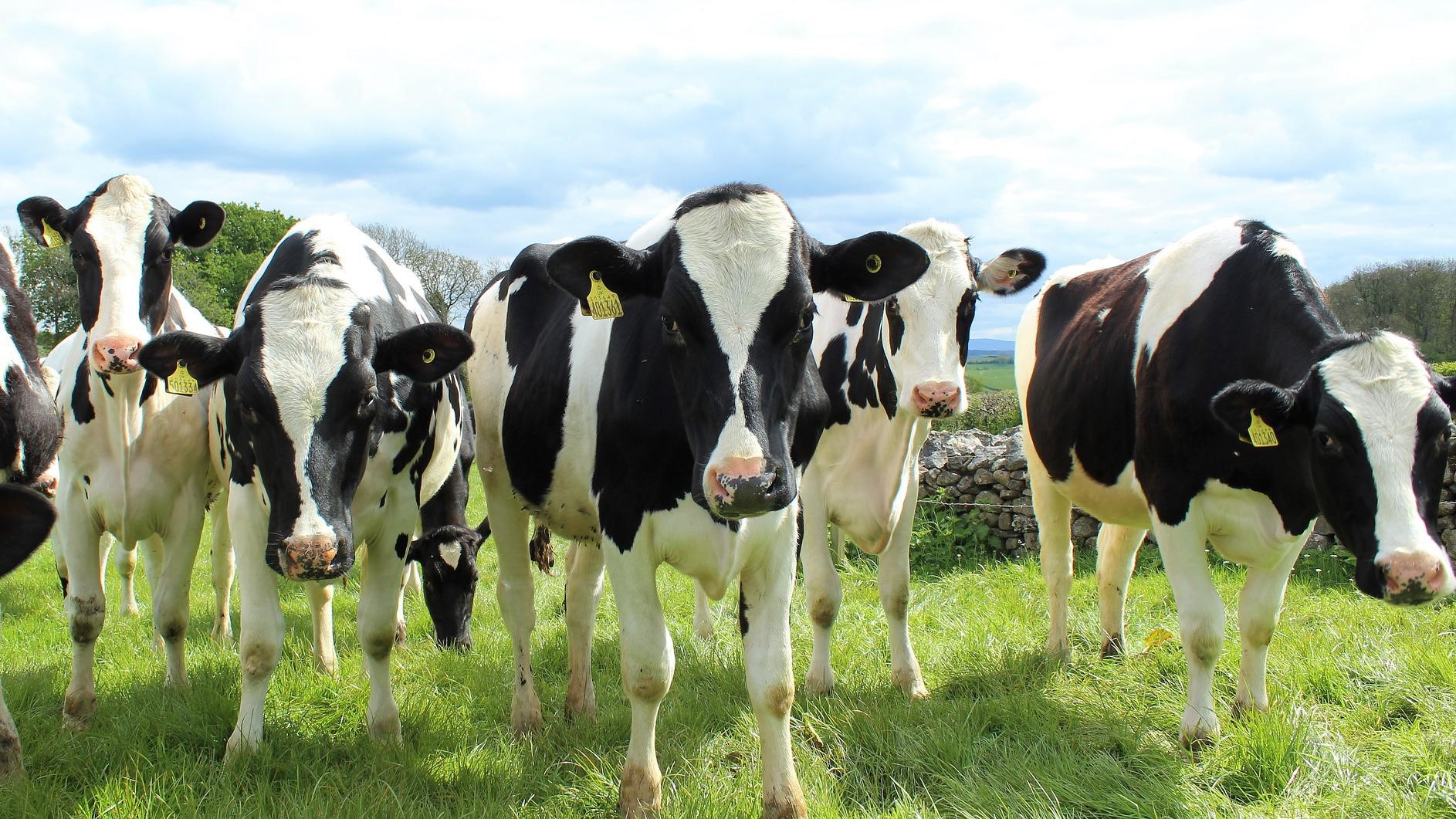 Holstein cows on grass