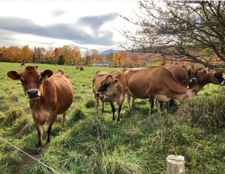 A group of cows in a meadowDescription automatically generated with medium confidence