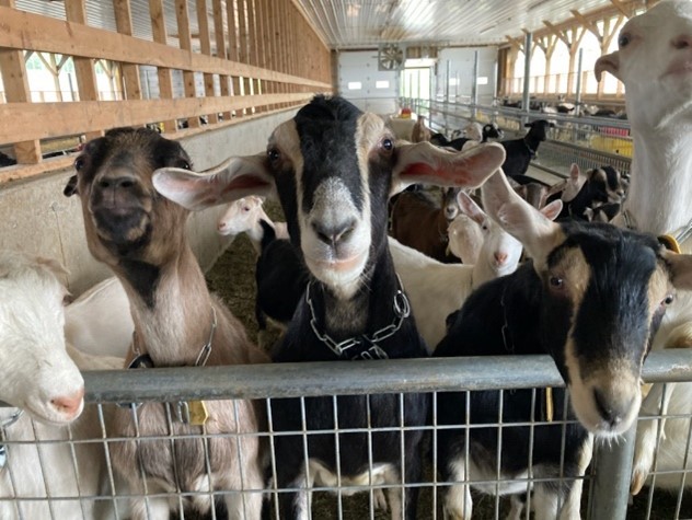 A group of goats in a penDescription automatically generated with medium confidence