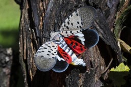Spotted Lanternfly adult