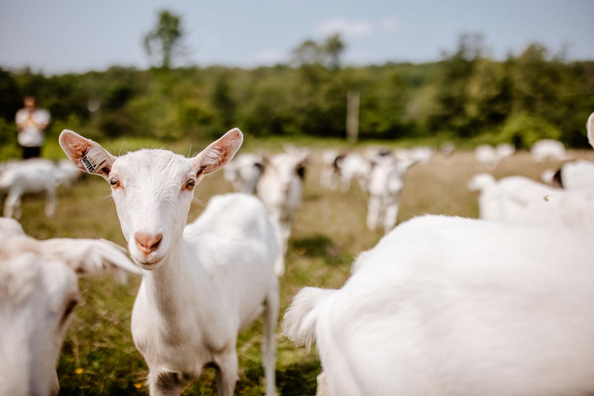 A photo of a white goat in a green grassy field looking at the camera. Other white goats, a person, and a hedgerow of trees are out of focus in the background.