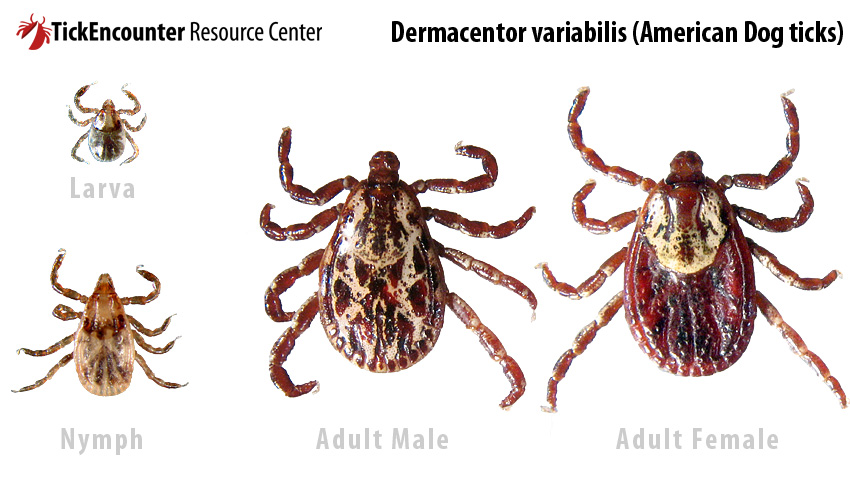 dog tick adults, nymph, and larva
