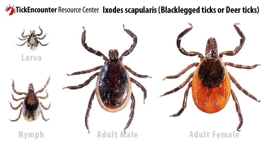 blacklegged tick adults, nymph, and larva