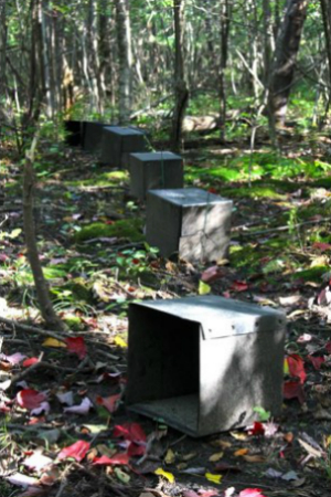 resting box traps for mosquito collections