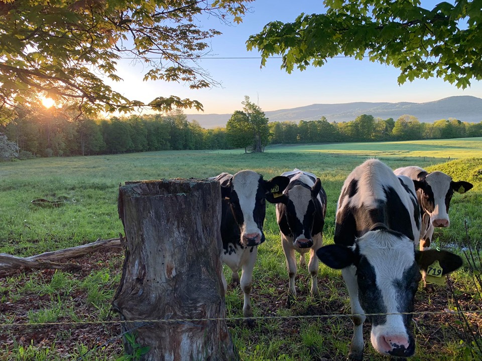 cows on hillside