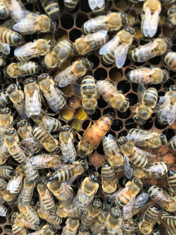 Package Bees for Sale