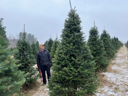 Gov Scott finds Christmas tree