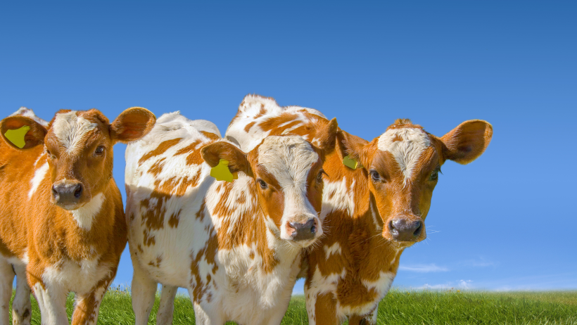 red and white Holstein calves