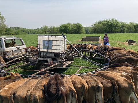 Brown calves surrounding the 80 calf feeder at Flooded Rock Dairy