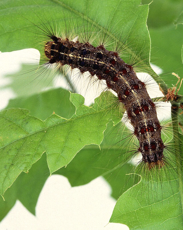 Gypsy Moth Caterpillar