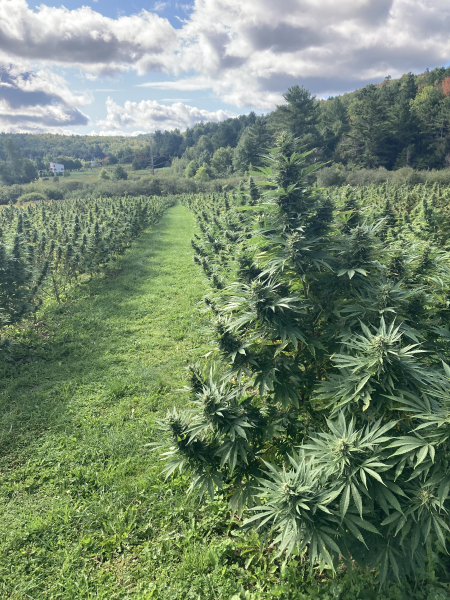 hemp field