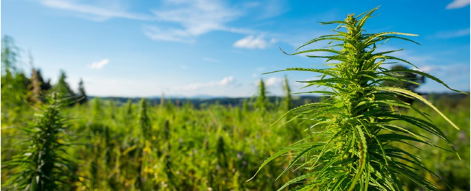 hemp plant