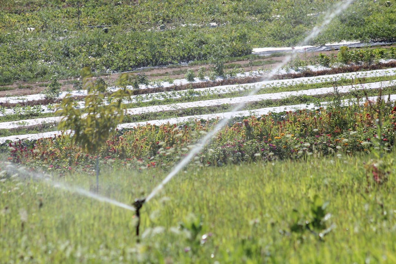 irrigation sprinkler