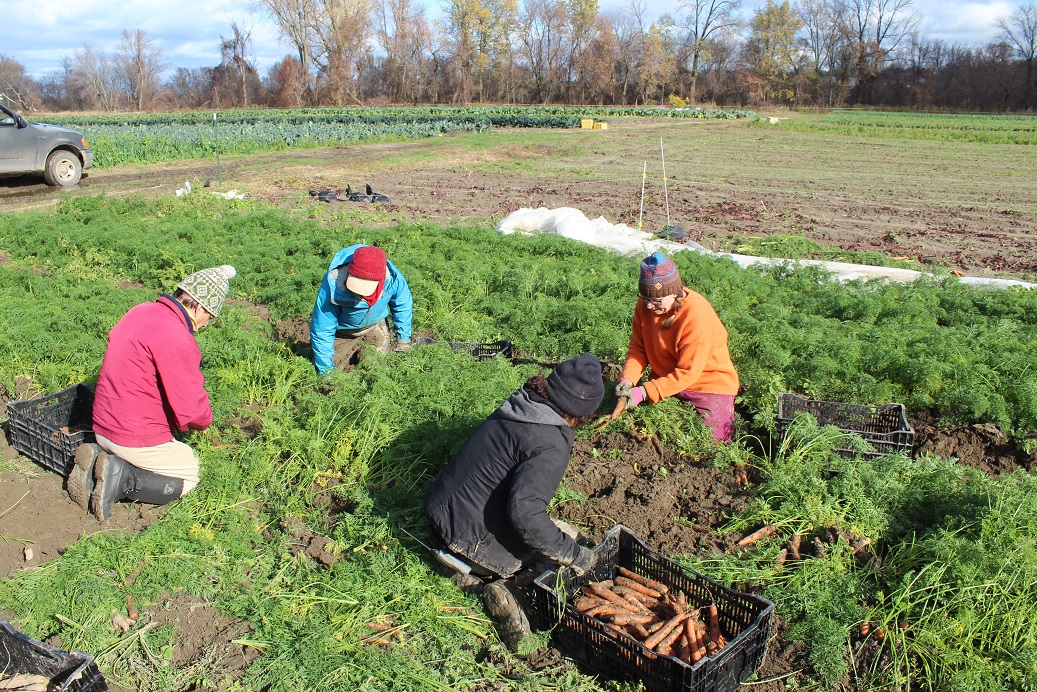 People harvesting food in a farm field