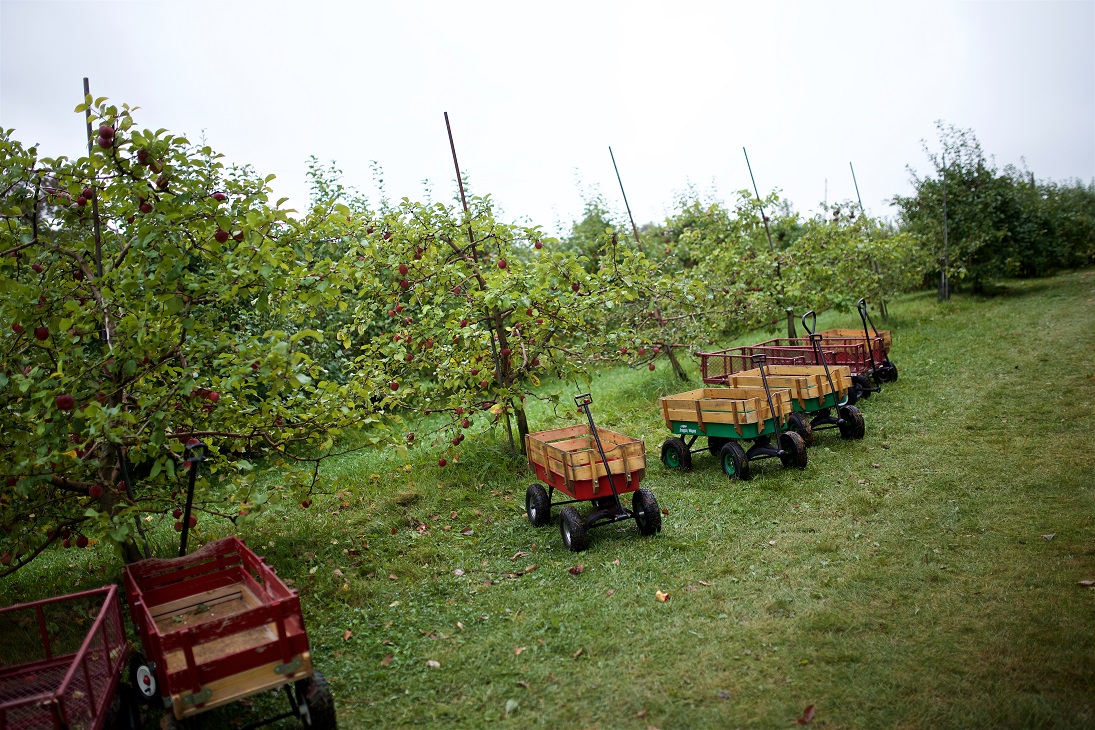 apple orchard