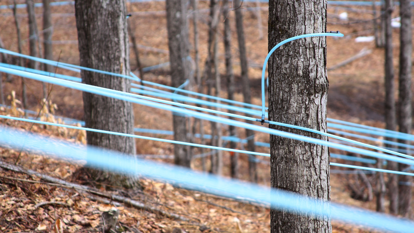 Blue tap lines on maple trees