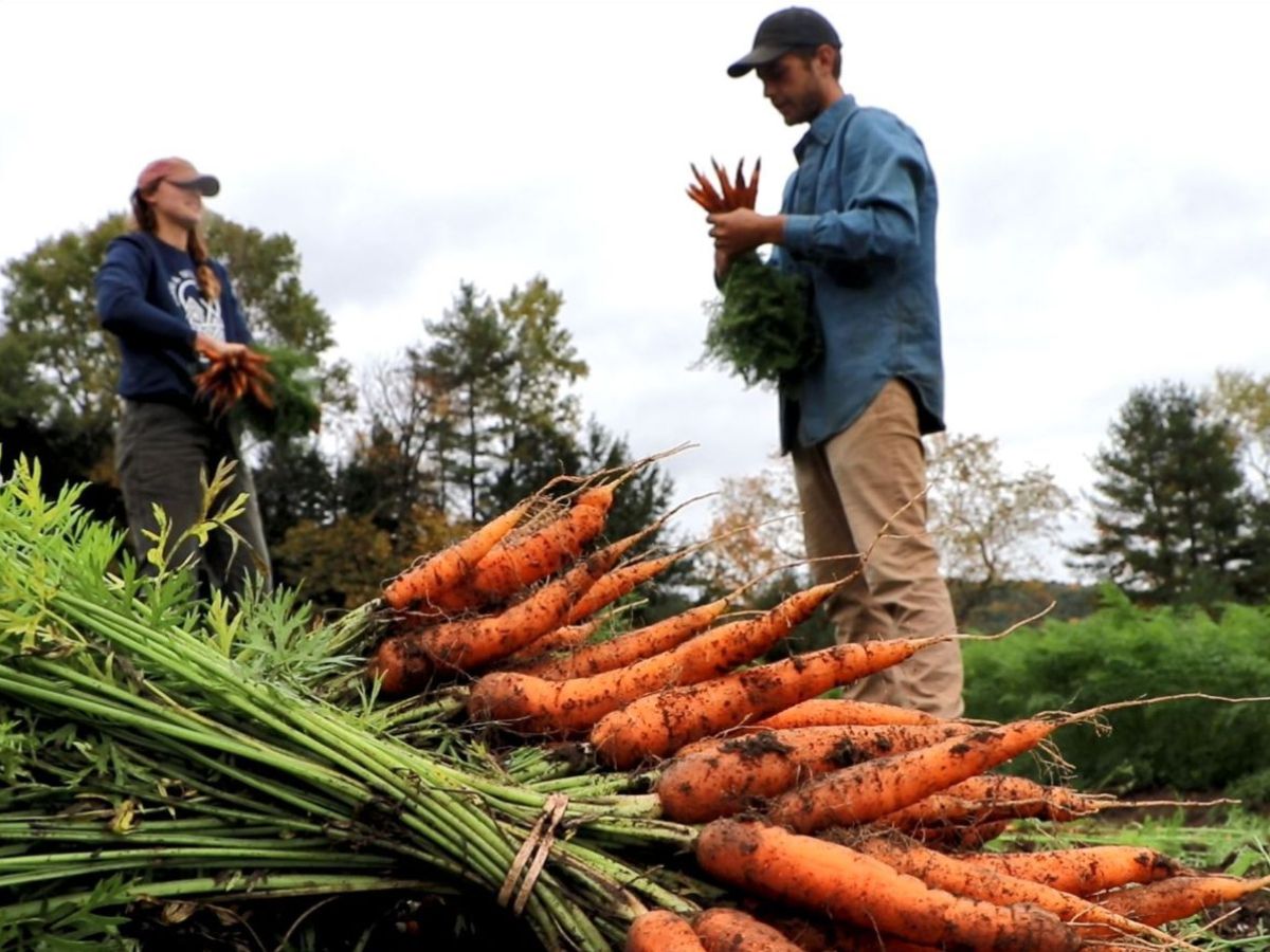 carrots