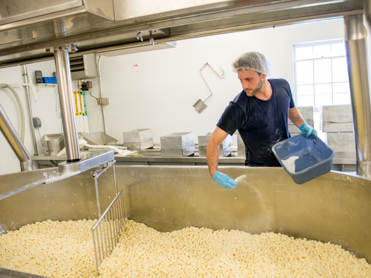 cheese processor salting a batch