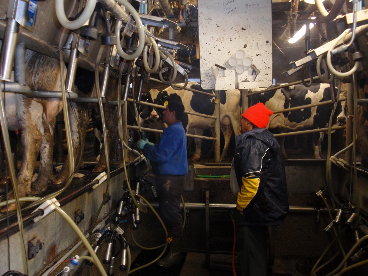 Farmworkers milking cows