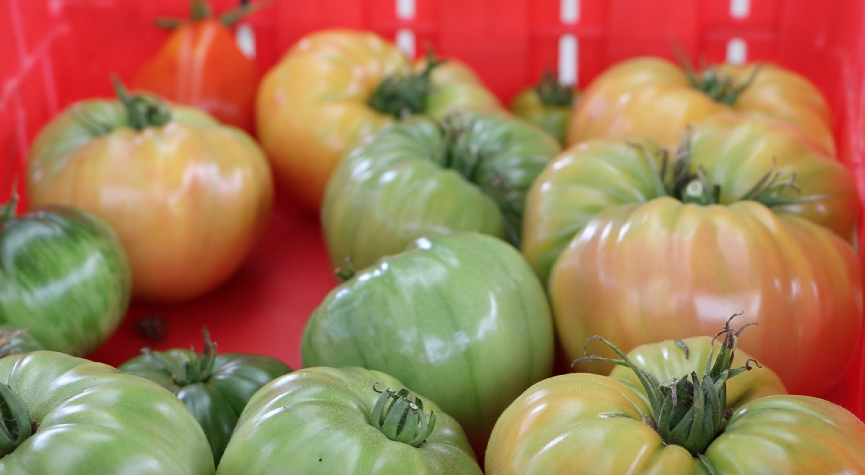 green and red tomatoes in a red bin