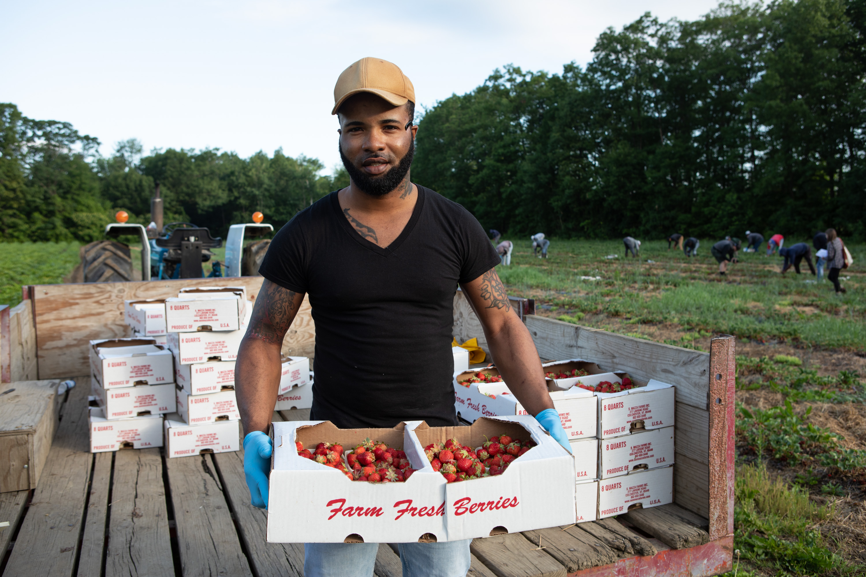 A farm employee holds a cardboard flat of strawberry quarts with a wooden trailer of strawberry flats pulled by a tractor in the immediate background and additional workers picking strawberries in the field in the distant background.