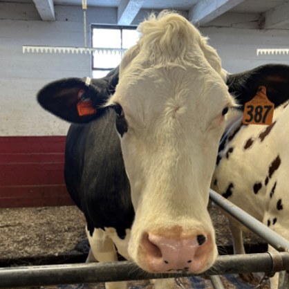 holstein cow with orange eartag