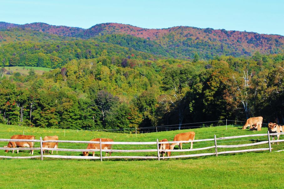 jersey cows in wooden-fenced pasture with mountains in the background