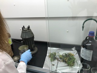 hemp lab