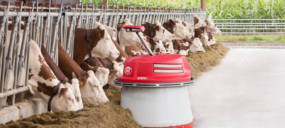 robotic feeder pushing feed for dairy cows
