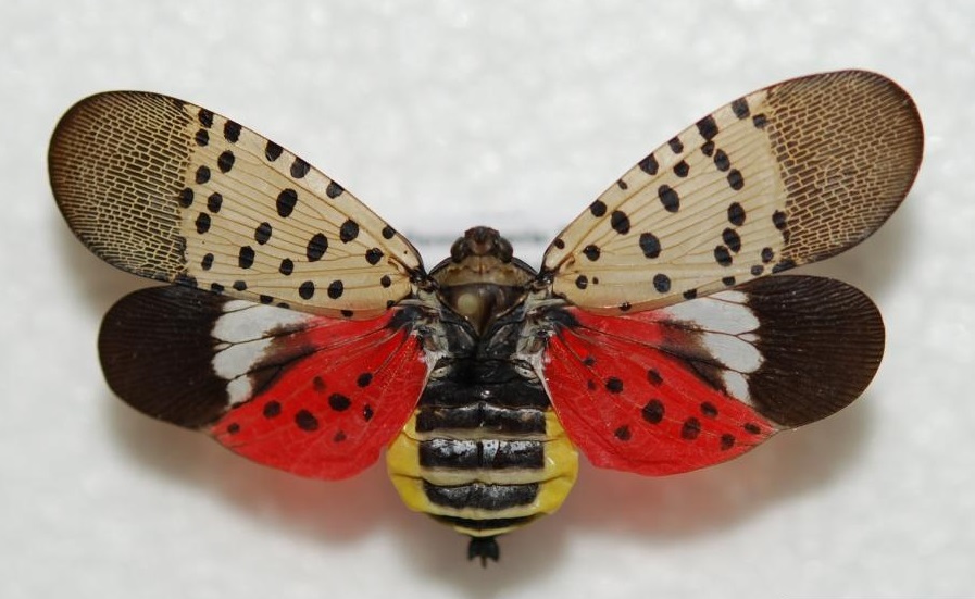 Spotted Lanternfly