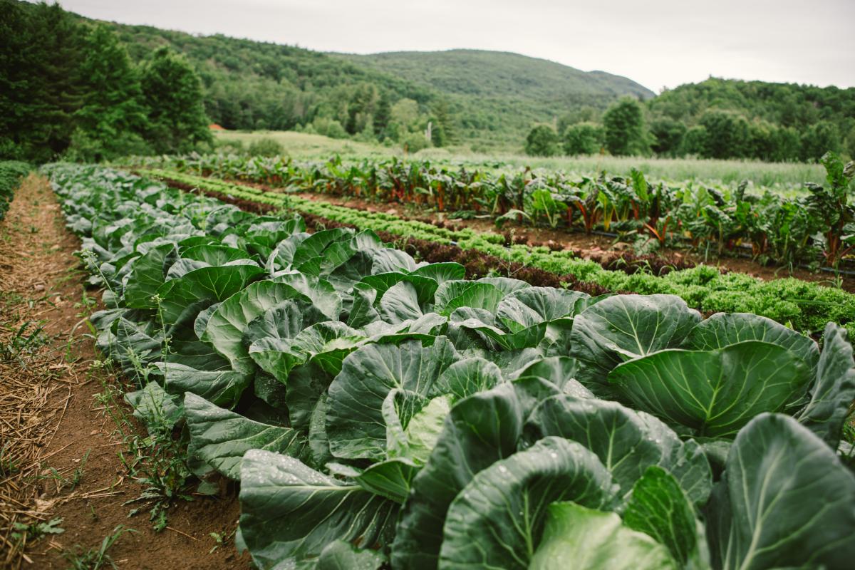 Rows of cabbages, lettuce, and chard growing in a field with green trees and mountains in the background.