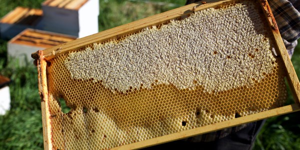 close-up of a wood beehive frame with partially developed comb and a beehive in the background