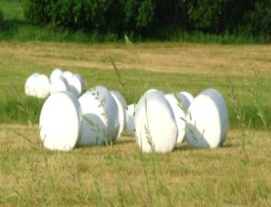 wrapped round bales in the field