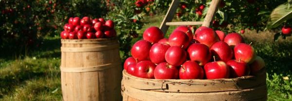 Barrel of apples