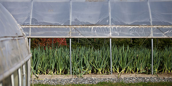 Green onions growing in a high tunnel
