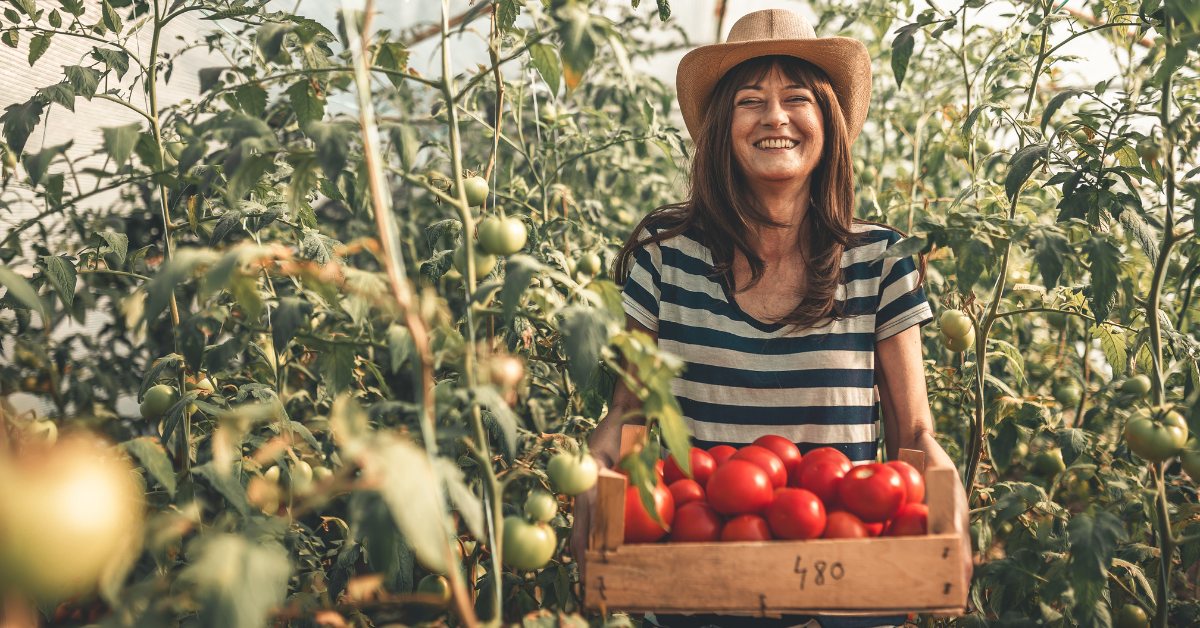 A woman stands in a greenhouse holding a box of freshly picked tomatoes. There are tomato plants all around her. She is smiling.