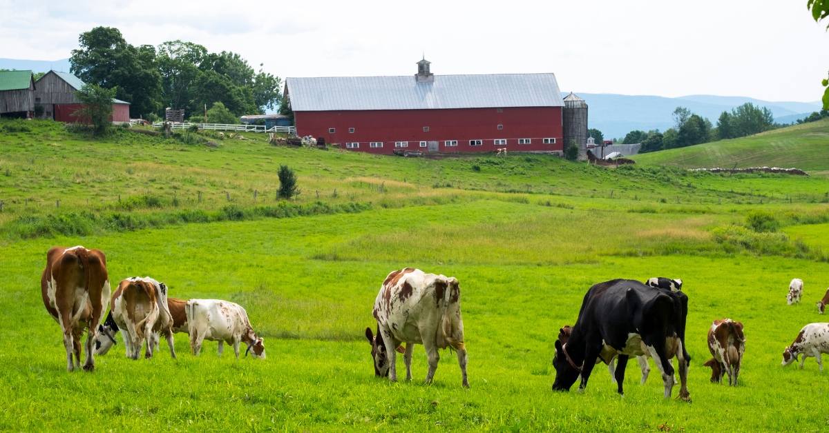 Cows on a Vermont farm