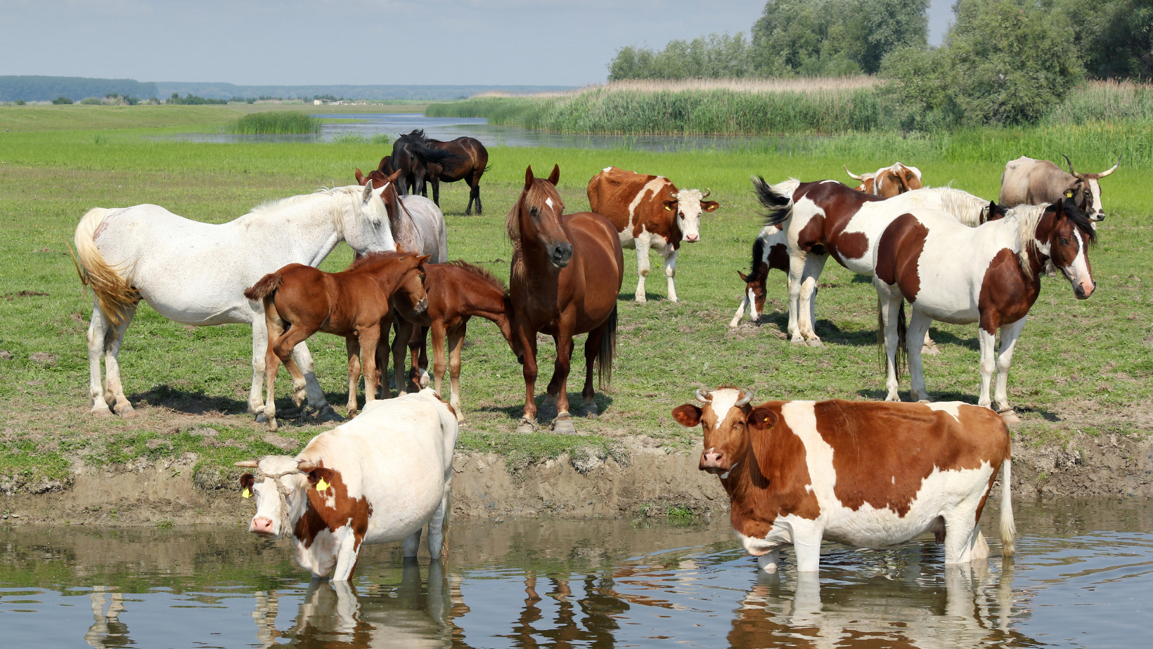 A group of cattle and horses standing together in a field near a pool of water