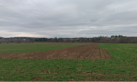 COVER CROP