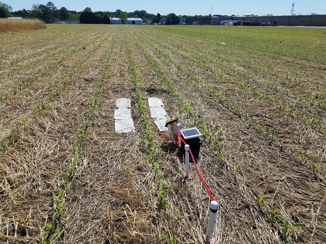 COVER CROP