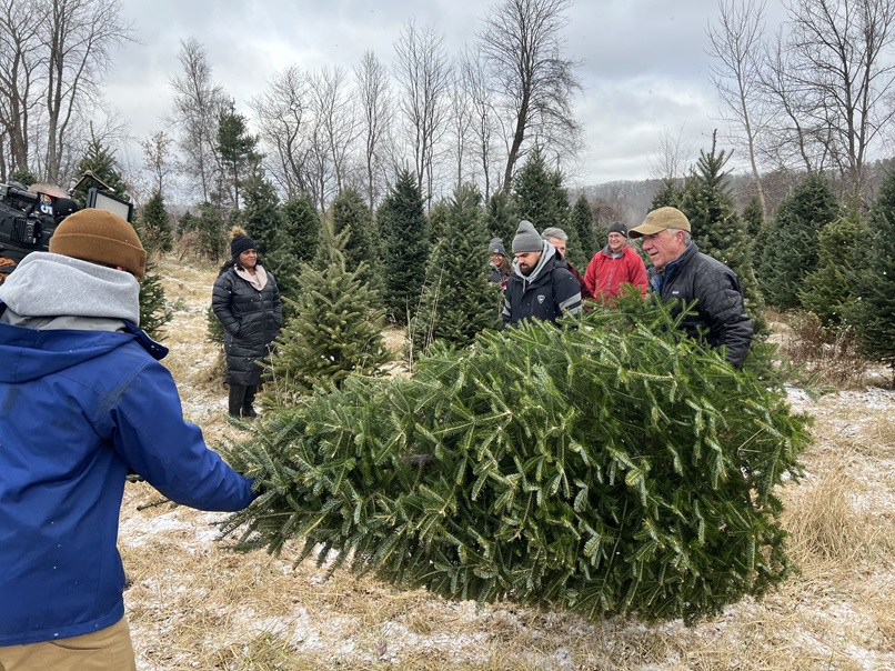 Christmas Tree Cutting