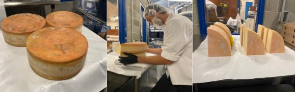 preparing cheese samples for testing