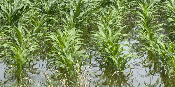 flooded corn