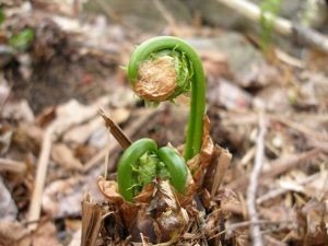 Fiddleheads