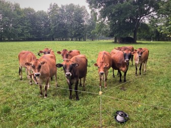 A group of brown jersey cows next to a new temporary fence