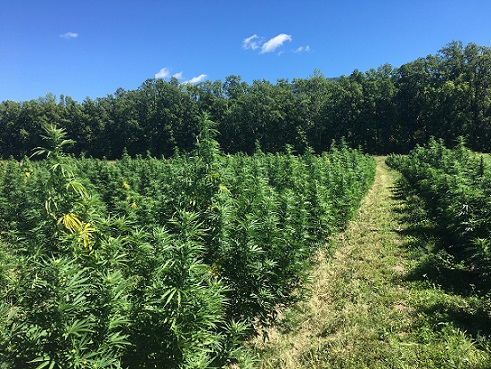 Hemp field