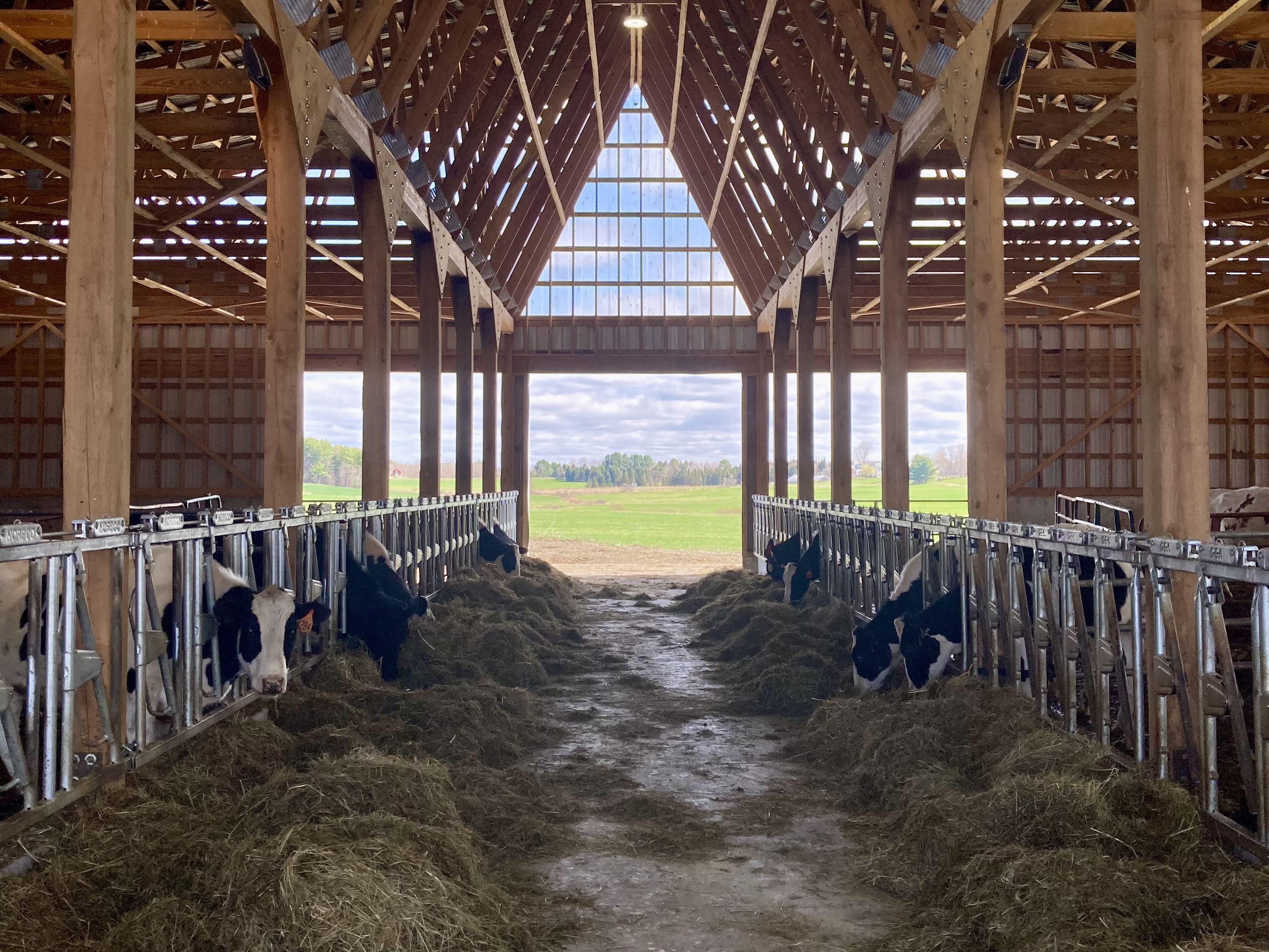 Cows in the barn at Sheepscot Valley Farm