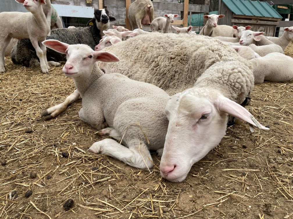 sheep at Three Charm Farm